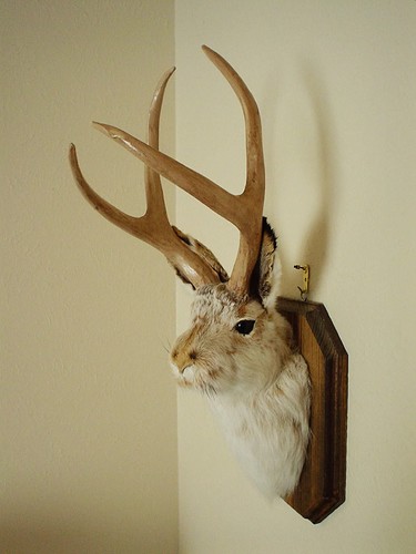 Jackalope BB