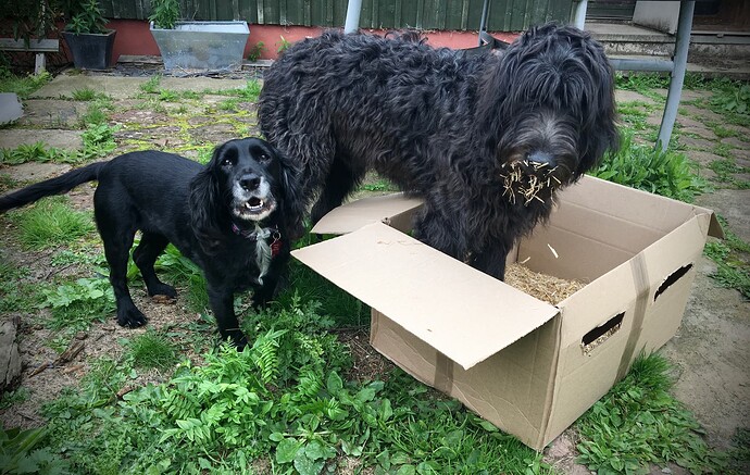 Jack in a box & Posie