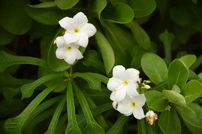 2015_white_plumeria_Kauai750_0025