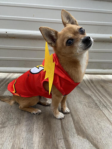 Chihuahua as the Flash