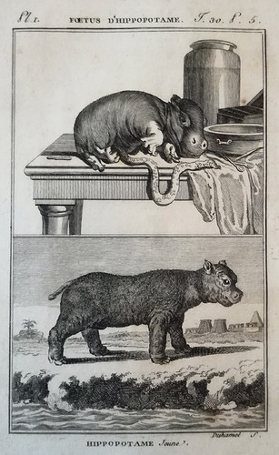 1-Hippo-1790b