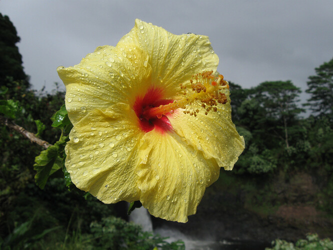 2015_yellow_hibiscus_Kauai_1kw_80q