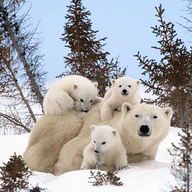 polar_bear_family