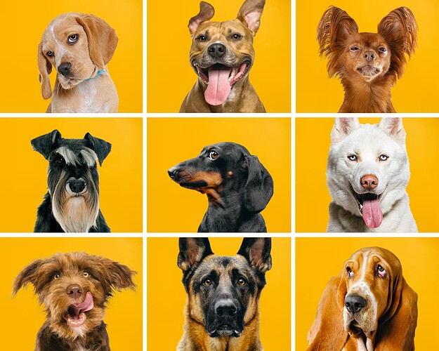 Dogs