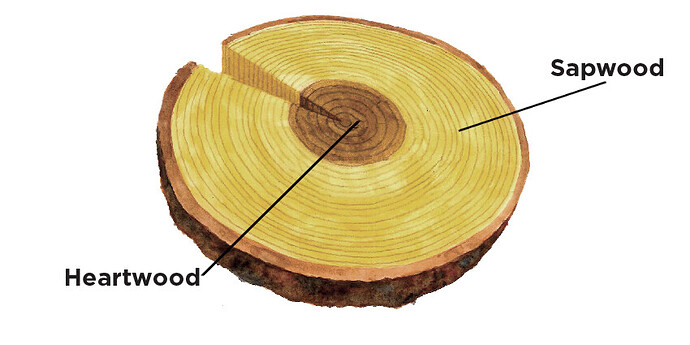 Heartwood-Sapwood-cross-section