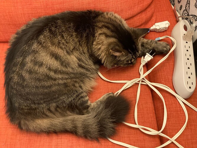 The Floof and her Cord