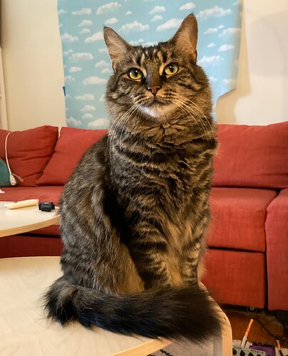 Proud on the coffee table