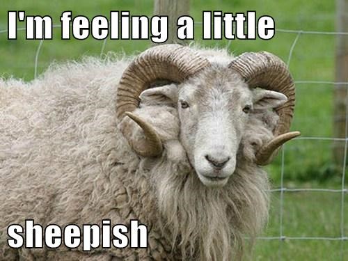 im-feeling-a-little-sheepish