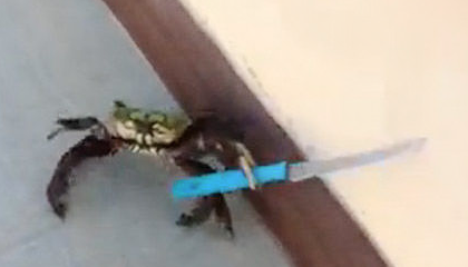 knifecrab