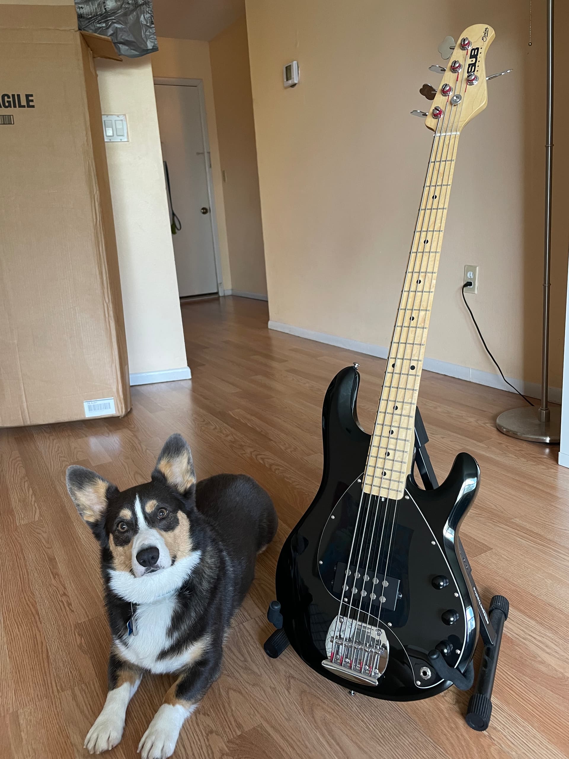 Show Us Your Basses (Part 2) - Page 56 - Gear - BassBuzz Forum